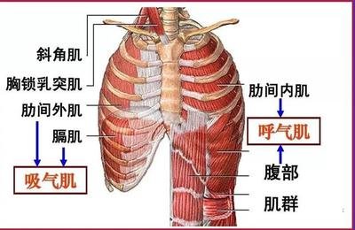游泳-呼吸肌-換氣-吸氣肌-呼氣肌-呼吸-潛水-運(yùn)動-夏日-肺活量-肺功能-呼吸訓(xùn)練器-肺功能檢測儀-呼吸峰流速儀-游泳姿勢-運(yùn)動員-呼吸困難